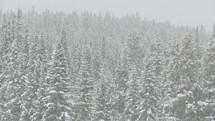 falling snow in a winter forest 