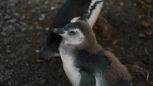 Baby Magellanic Penguin relaxing in natural habitat, Close -up
