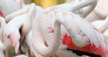 Flamingos preening 