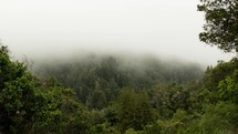 aerial view over a foggy mountain forest 