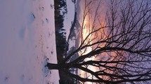 Vertical video of peaceful sunrise in snowy nature with cherry tree in foreground Social story
