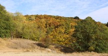 Different And Brightly Colored Trees In Autumn  - wide shot
