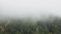 dense fog over a forest 