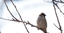 Single Sparrow Perched On A Tree Branch On A Very Windy Day. - Closeup Shot
