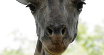Close up of giraffe face