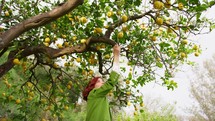 girl collects lemons from the tree