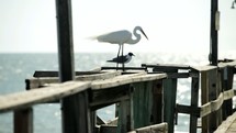 egret and seagull on a pier 