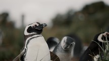Magellanic Penguins Resting In Windy Landscape Of Isla Martillo, Tierra del Fuego, Argentina - Close-Up