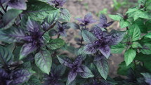 Purple basil plant growing in home garden. Fresh leaves of Genovese herb. Can be used in quality medicine, cooking spices. Also known as Holy Tulsi. High quality 4k footage