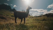 A Llama Chewing Grass In The Field During Daytime In Ecuador - wide	