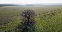 Aerial Orbiting Shot of Tree With Leafless Branches In The Middle Of Vast Greenery Fields During Sunrise Near Countryside. 