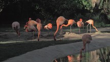 Flamingos in their habitat