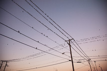 Birds perched on utility lines at dusk.