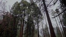 Trees in Yosemite Valley