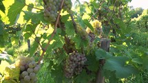 grapes in a vineyard 