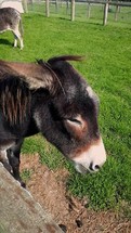 Donkey Looking For Food Over a Fence with a Long Quiff, Ireland
