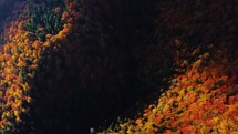 Aerial view of autumn trees in the forest coloured with many colours from a bird's eye perspective. top, rotate,