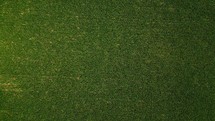 Aerial shot of a corn field ready for harvest