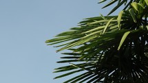 Palm tree leaves moving in the wind with sky copy space