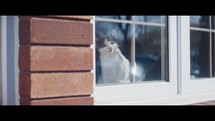 kitten in a window 