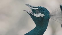 Slow motion shot of screaming and shouting Pavo Peacock outdoors in wilderness - close up	