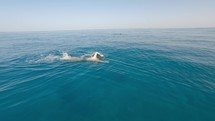 Swimmer passing During Calm Ocean during Summer