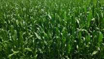 Aerial shot of a corn field ready for harvest