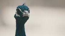 Close Up Of A Male Peafowl In Shallow Depth Of Field.	