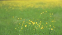 yellow wildflowers in a meadow 