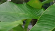 Tropical leaves philodendron marx at modern house residential garden
