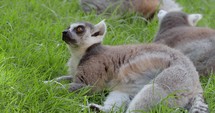 Lemurs resting in the grass and walking away