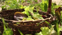 harvesting lettuce 