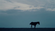Lone horse at night.