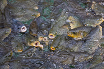 Fish in pond 