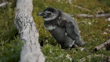 Magellanic Penguin On Grass Next To Dead Wood At Isla Martillo In Tierra del Fuego, Argentina. closeup shot