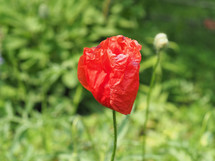papaver aka poppy plant (scientific classification Papaveraceae) red flower