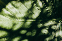sunlight and shadows on a tropical leaf 