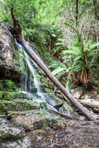 waterfall in Tasmania jungle 