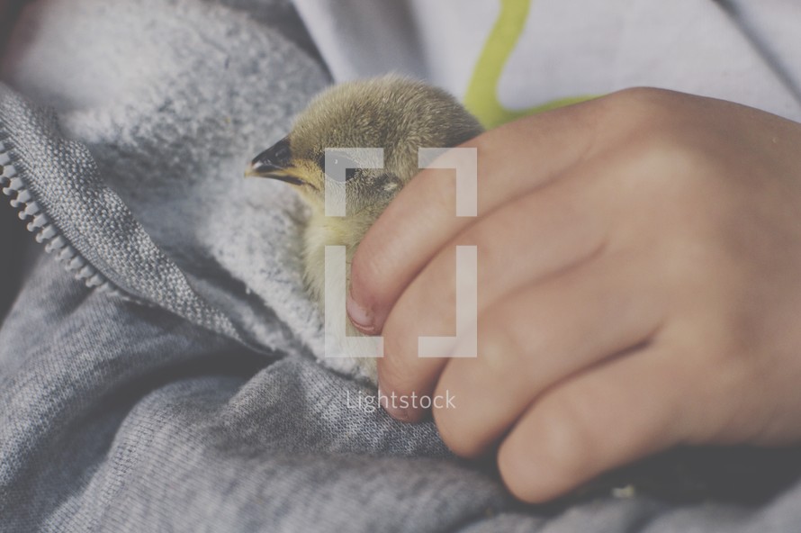 a child holding a baby bird 