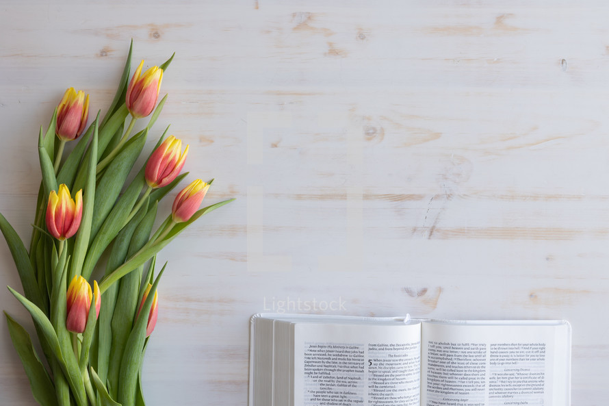 tulips and open Bible on white 