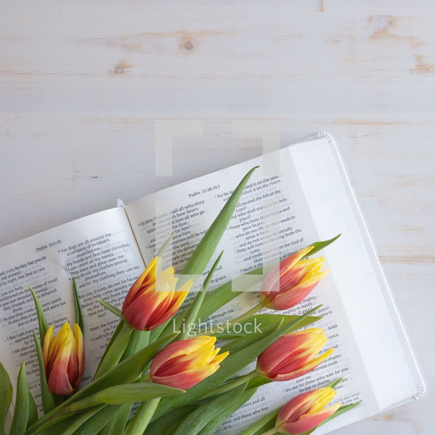 tulips on the pages of a Bible 