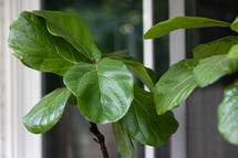 Fiddle leaf fig tree