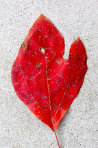 red fall leaf on concrete 