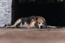 Beagle dog sleeping, cute hound lying on the floor