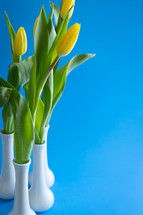 Yellow tulips in white vases on a bright blue background with copy space
