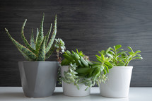 Succulent house plants on a dark wood background