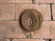 ant hill on red bricks 