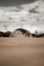 Young grey seal pup on a beach