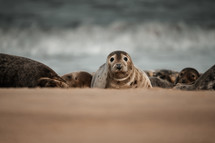 Young grey seal pup on a beach