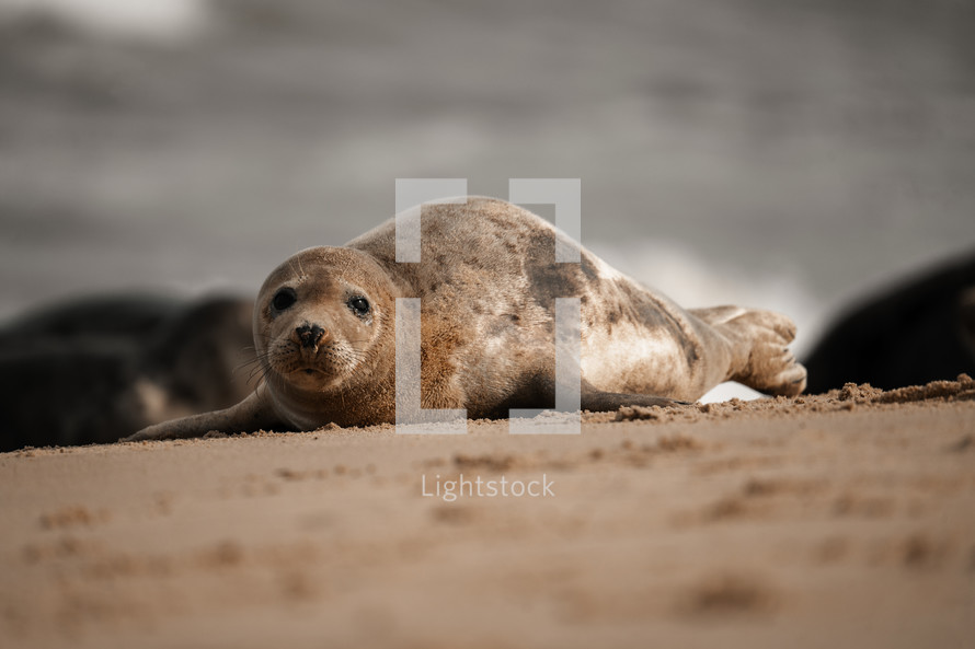 Young grey seal pup on a beach